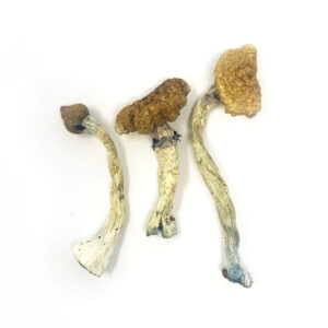 Burma Cubensis