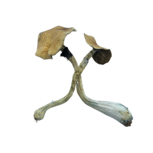 Golden Teacher Shrooms